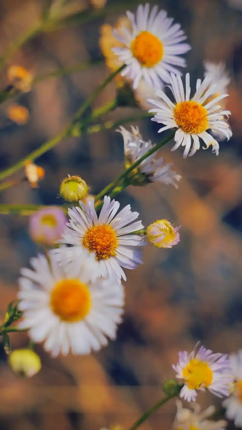"阁下有被哪种花的花语惊艳过" 飞蓬花花语:"随遇而安,知足 - 抖音
