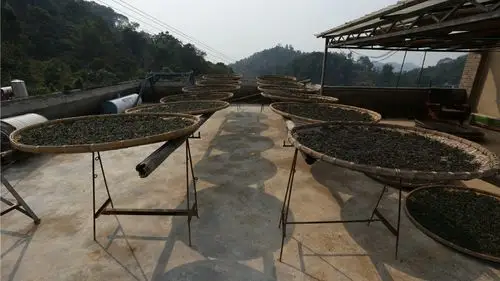 88万元签下冰岛老寨茶王树采摘权,谁说这是"竞价交易"?