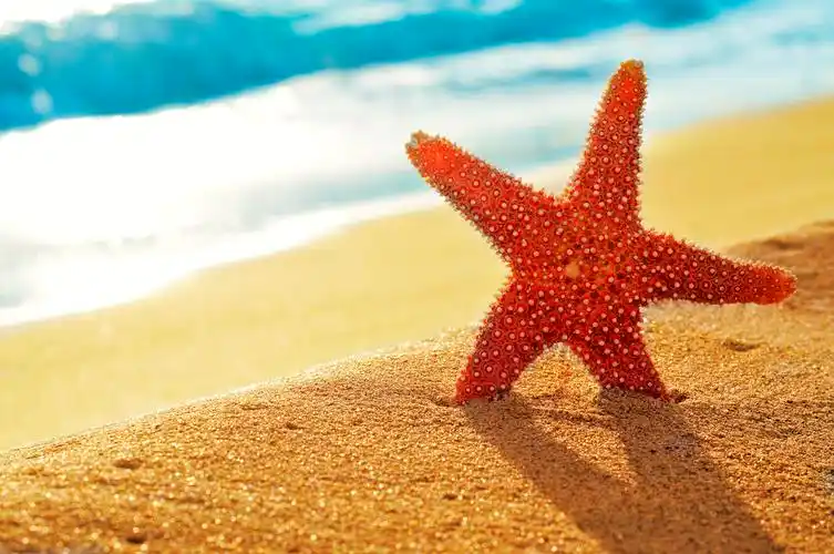 在海滩的沙滩上的海星