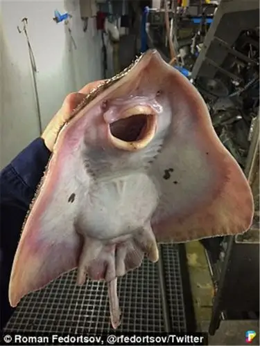 俄罗斯渔夫分享捕到的16张「深海异形」爆红,外星动物诡异程度完全