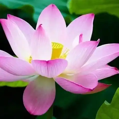 带一朵莲花的微信头像 微信头像图片大全 -【爱个性】