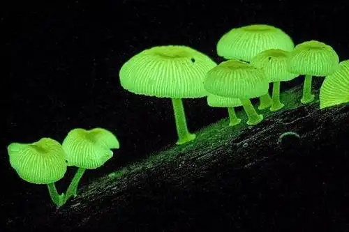 还记得《阿凡达》里会发光的植物吗?有人"种"出来了