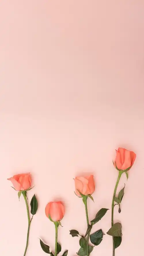 主题套图动漫手绘个性创意萌宠人物卡通唯美… - 堆糖,美图壁纸兴趣