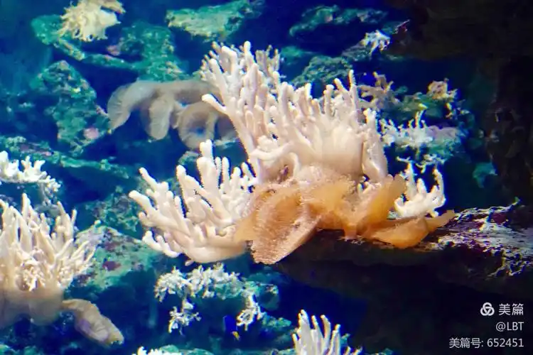 lbt美篇一一珊瑚海探秘