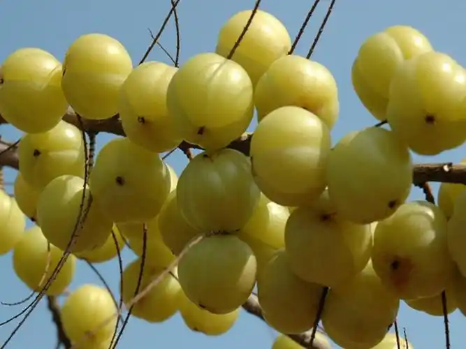 这种野果苦涩至极,从不受人待见,人称"野果之王"