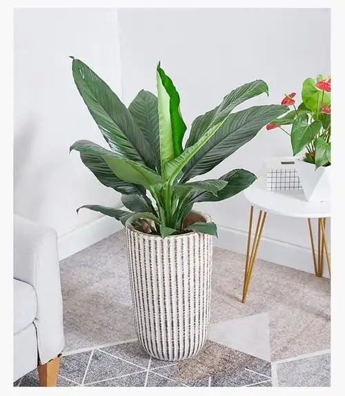 绿巨人盆栽 万年青室内客厅大型盆景植物 绿植花卉四季常青 高度30到