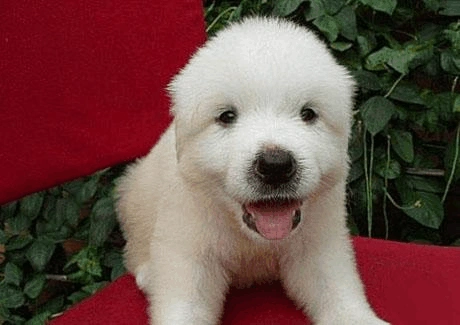 学路网 文档大全 45种小狗狗分类_摄影攻略_摄影知识_摄影信息_百热