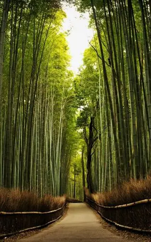 高雅的竹子犹如无瑕的翡翠 唯美高清手机壁纸