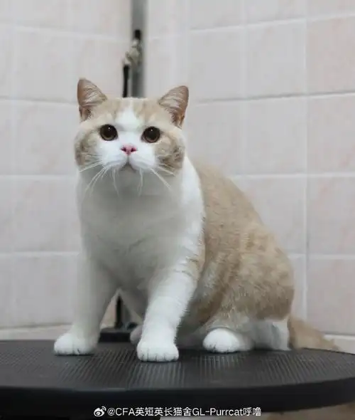 英短猫舍超话英短超话英国短毛猫超话乳白英短超话#喵星人##赛级英短