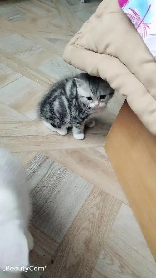 出售家养美短英短渐层