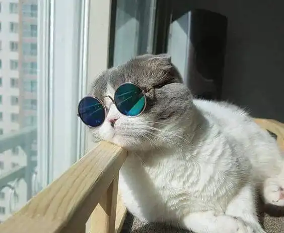 铲屎官可真会玩给猫咪戴上炫酷的墨镜喵星人c位出道吧