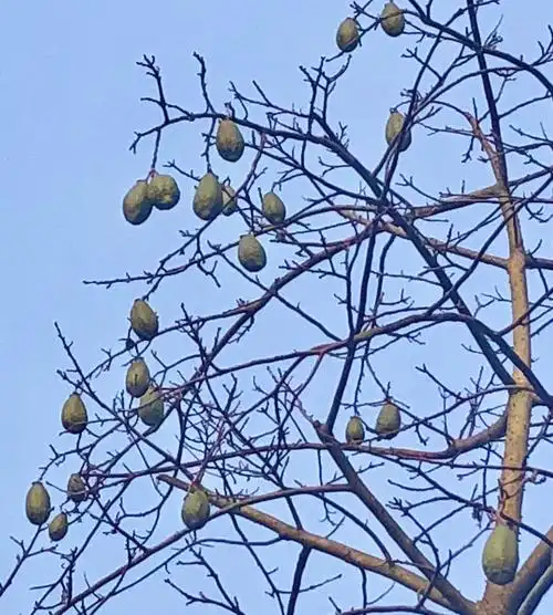 木棉花果与鸡冠刺桐