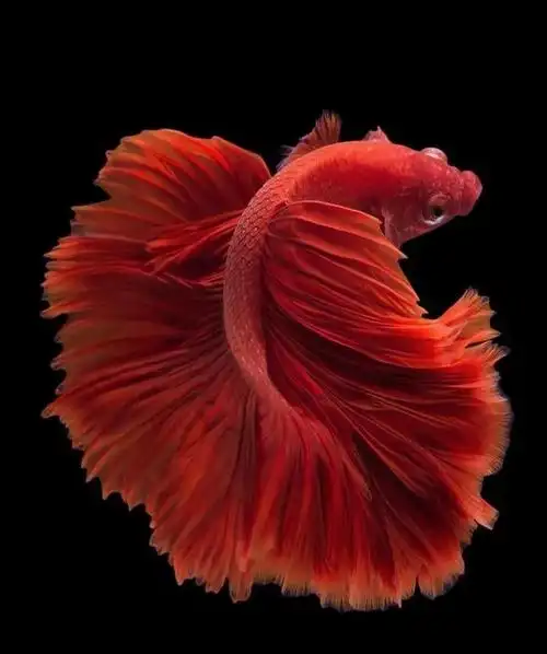 鱼图片(鱼图片大全)-baijiali百科