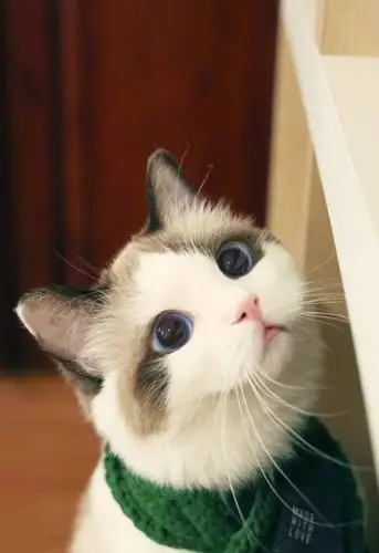 一直以来都觉得猫这个动物阴森森的,尤其是,当猫的眼睛呈现出一条竖线