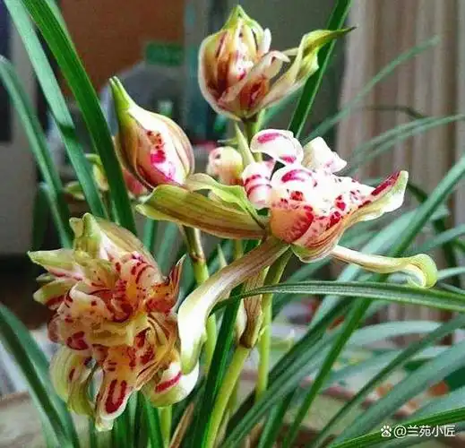 这款老种下山兰养一棵太带劲如彩虹般绚烂人称最美兰花