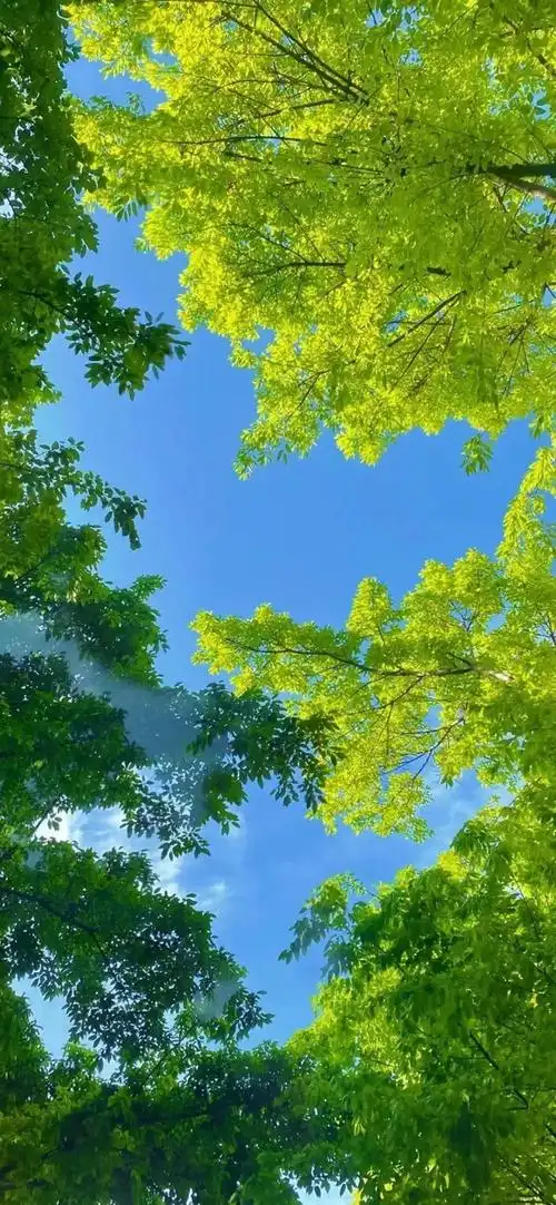 有没有那种绿色的春意盎然的壁纸?