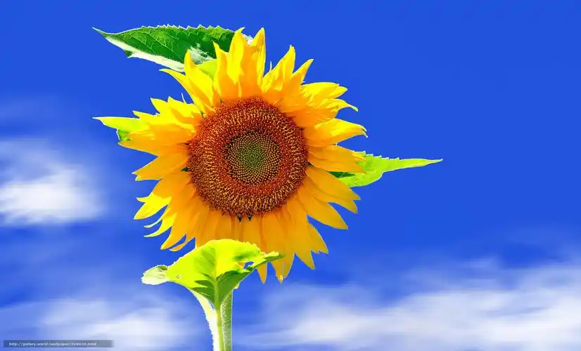 下载壁纸 向日葵, 天空, 花 免费为您的桌面分辨率的壁纸 4186x2534