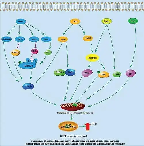 轻断食能减肥吗最新研究表示真的可以