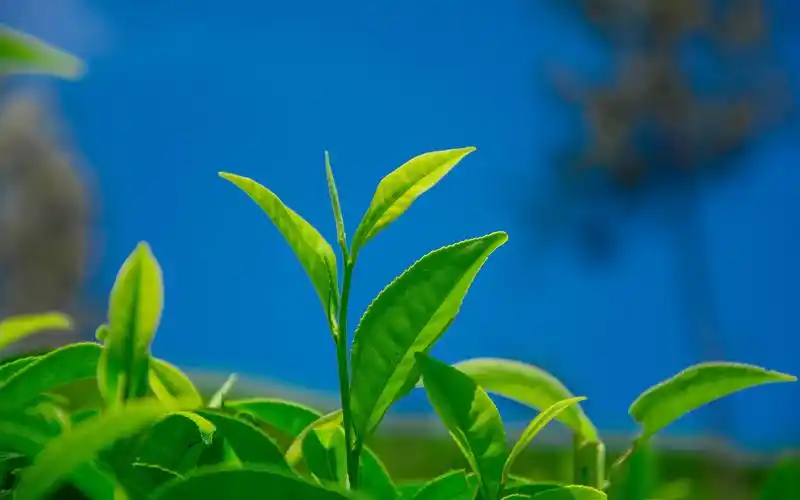 小清新茶叶绿色护眼高清桌面壁纸