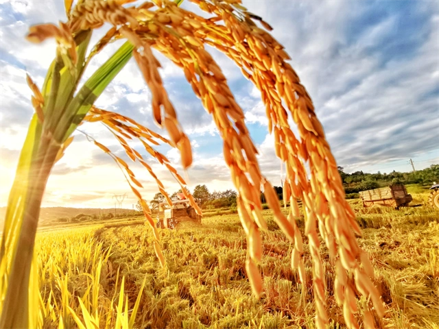 摄影 钟国庆稻谷黄,收割忙 摄影 钟国庆钟祥今秋水稻丰收 摄影 钟国庆