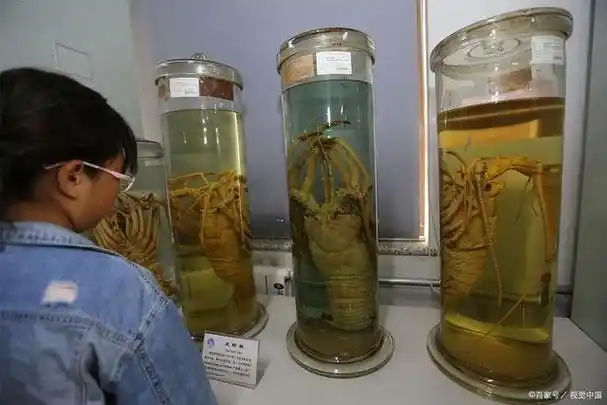 人体浸制标本的优缺点有哪些?