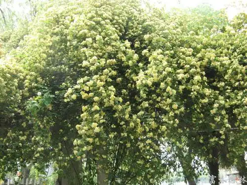 庭院爬藤攀援植物七里香 木香花苗 四季蔷薇阳台花卉盆栽绿植爬墙