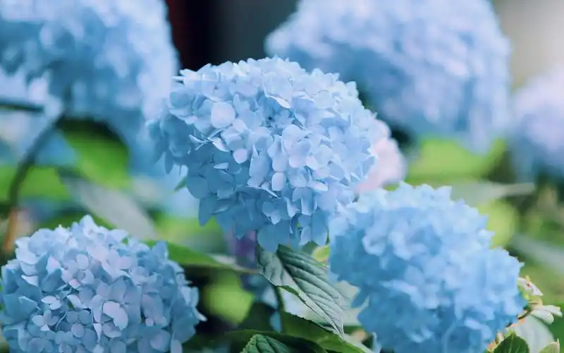 夏日小清新蓝色绣球花高清桌面壁纸-植物壁纸-壁纸下载-美桌网