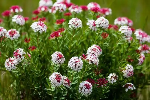 顽强生长的狼毒花 - 美篇