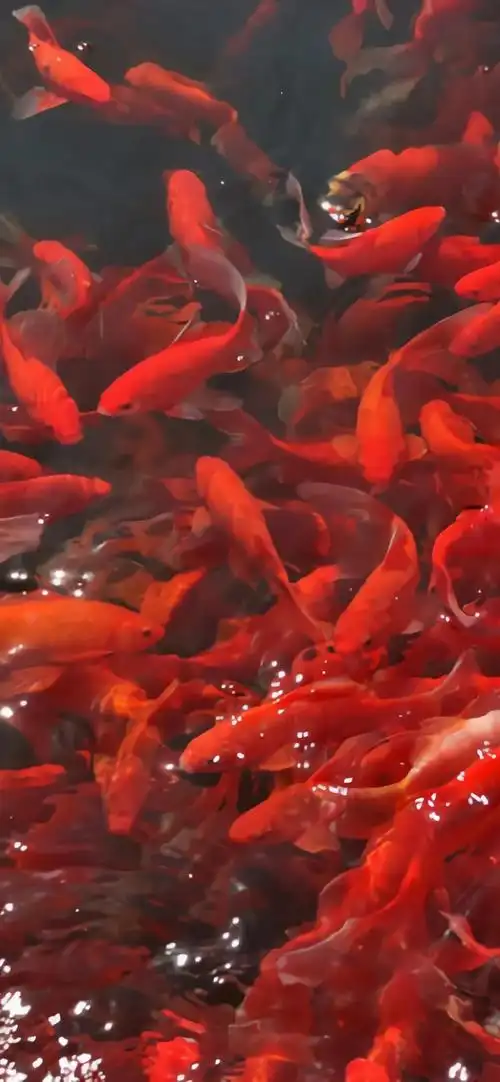 上岸壁纸##考研成绩##考试锦鲤 逢考必过