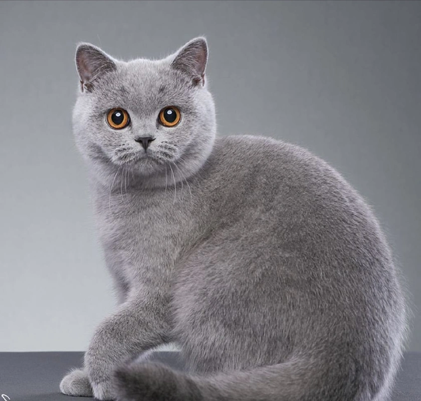 纯种"英短猫"的几个特征,原来很多人养的都是串的!