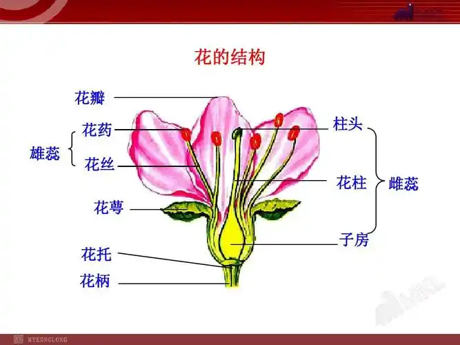 新人教版初中七年级上册生物第三节 开花和结果优质课完美版