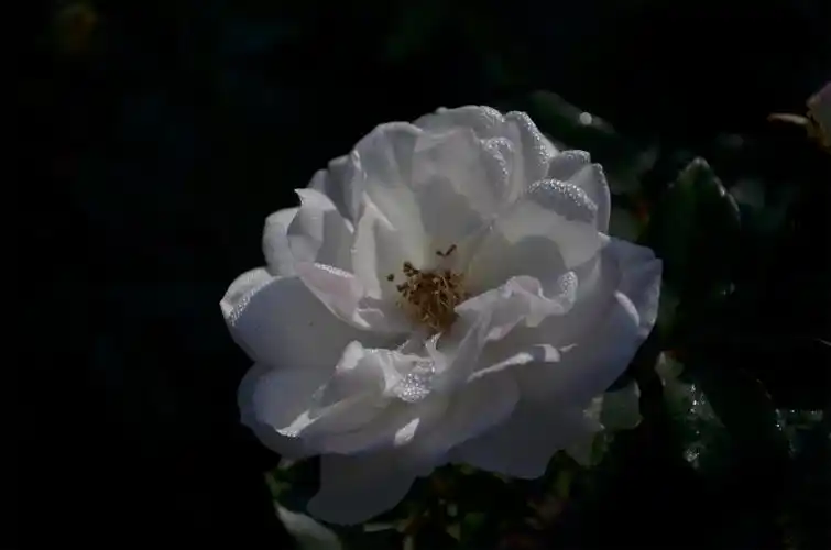 清新脱俗白色月季花