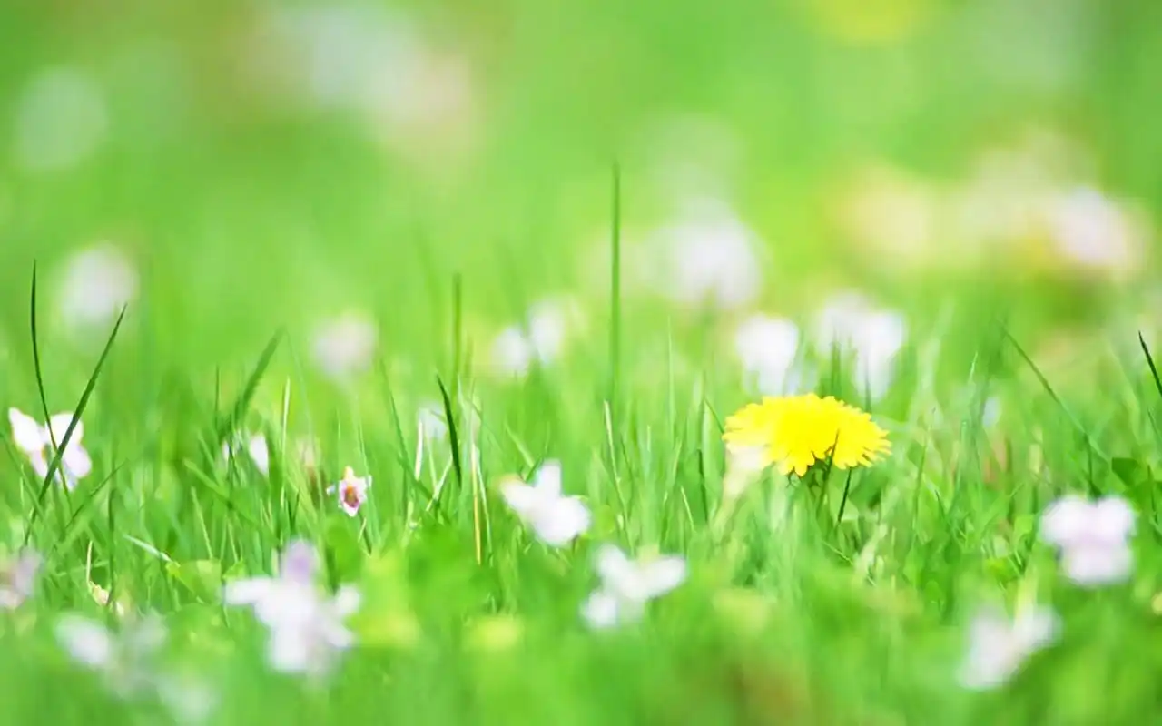 首页 桌面壁纸 植物壁纸 绿色小草护眼图片电脑壁纸 上一张 下一张