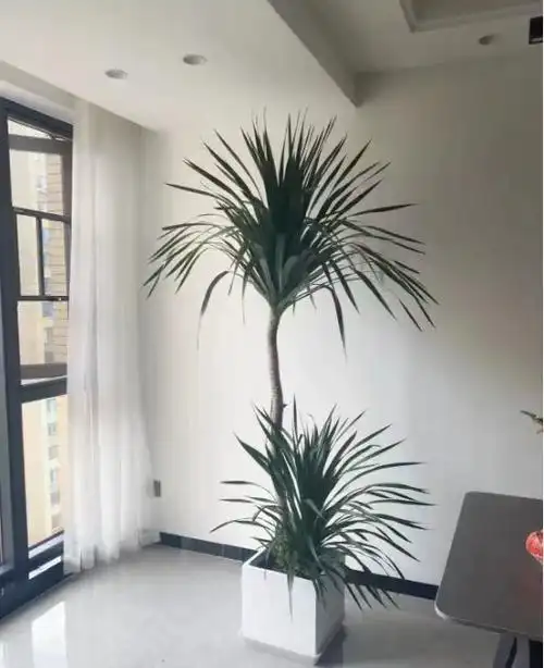 龙血树绿植大型网红盆栽造型客厅室内办公室龙须树发财树花卉盆景