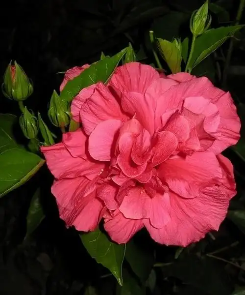 6种"勤奋花",365天花不败,漂亮又好养,终年赏花园