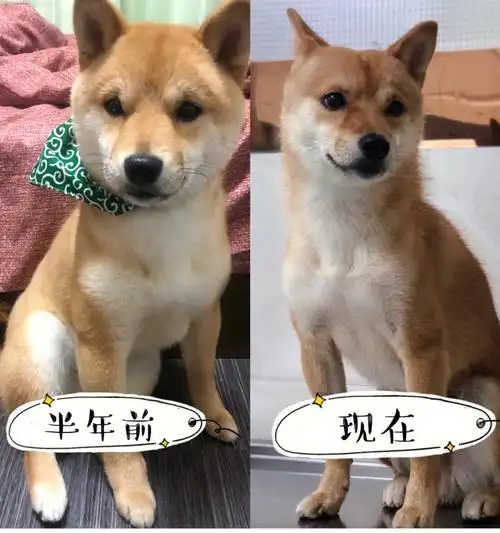 现在看以前,毛茸茸圆滚滚,眼里还带光,颜值顶峰了.