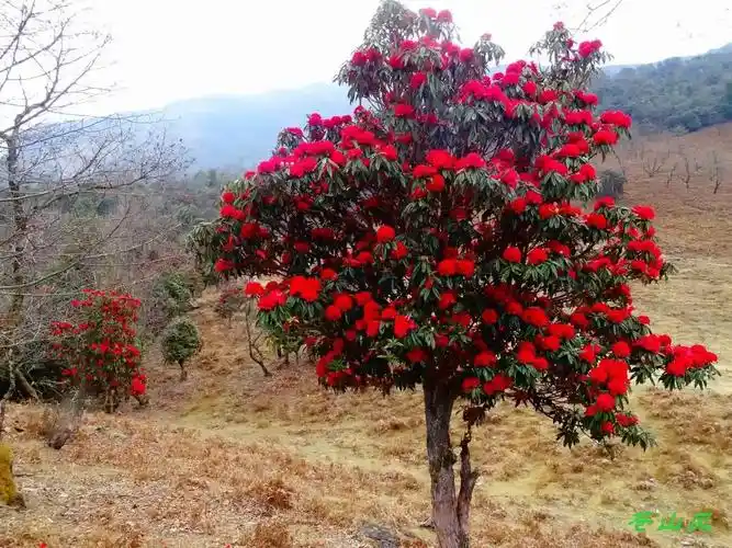 【多图】听说,大理苍山西坡的大树杜鹃花开了,先睹为快!