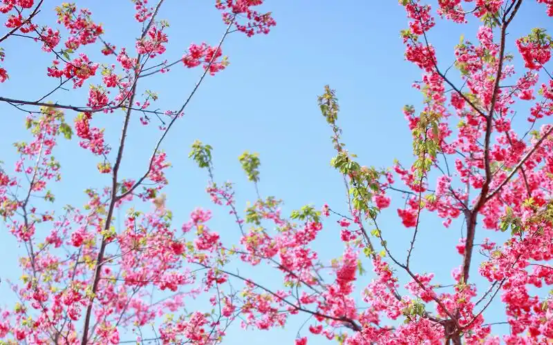 唯美花海春天的美景风景图电脑高清壁纸