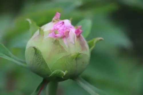 赏花 富贵牡丹含苞待放 写美篇天教晚发赛诸花.