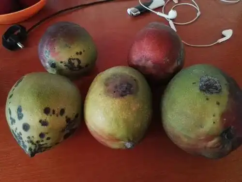 这样的芒果是不是坏了不能吃了吗?