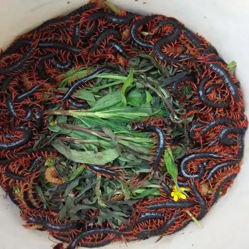 自动活体 红头活活体蜈蚣鸟鱼龟爬宠龙鱼增色泡酒饲料包邮