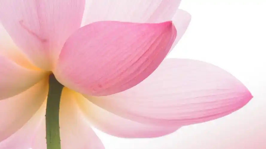 莲花粉色花瓣莲花桌面壁纸壁纸