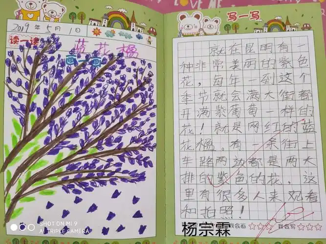 春风十里 美丽是你——蓝花楹(小青龙班主题读写绘)