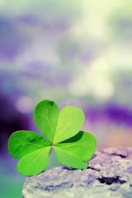 四叶草-堆糖,美好生活研究所