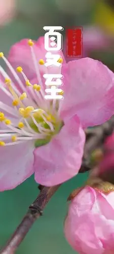 2021夏至节气唯美锁屏,锁屏图片,高清手机壁纸,另类-回车桌面