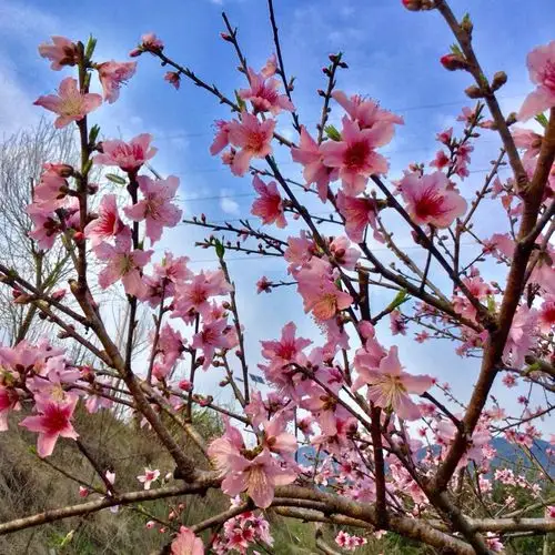 春,赏一树桃花盛开.