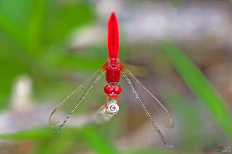 红蜻蜓