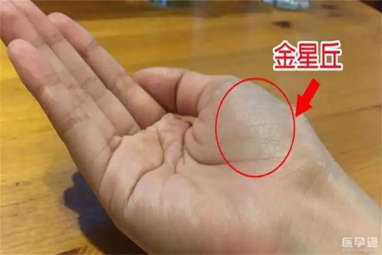 金星丘是拇指和生命线包裹的地方,也就是拇指下方拱起且平滑的肌肉群