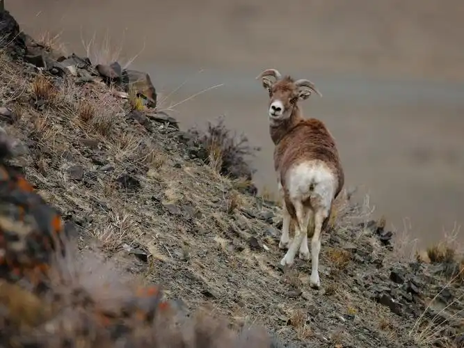 托里盘羊悠闲遛娃