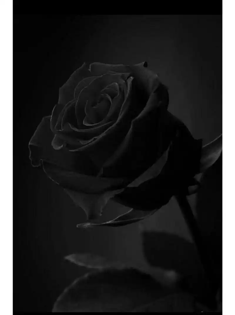 暗黑系|分享图片🖤黑色是所有颜色的尽头 燃烧的玫瑰 爱情的毁灭  0